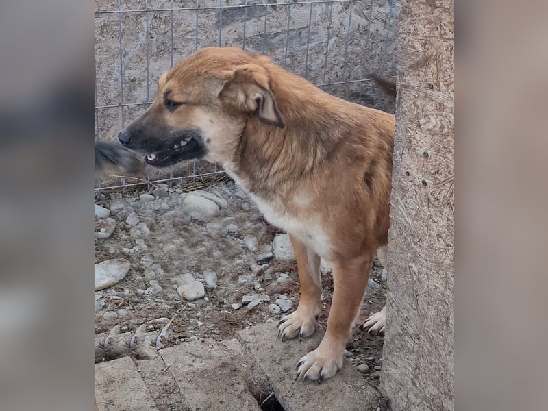 Cara - schüchtern und verträglich