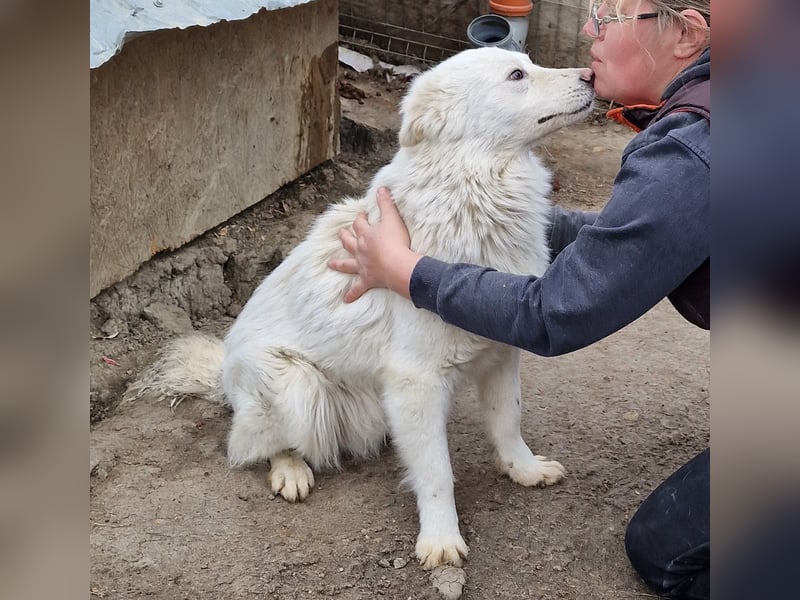 Miko - verträglich und interessiert