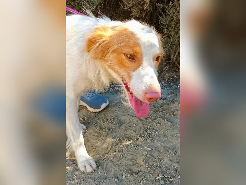 Gulliver - Mix-Rüde - agil, verspielt zutraulich / reserviert