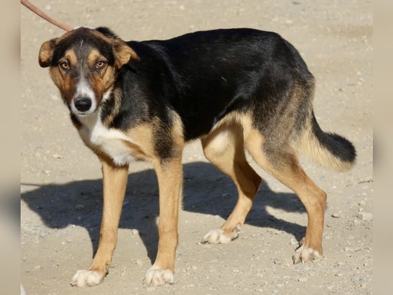 Violeta, zurückhaltend,. verschmust, freundlich