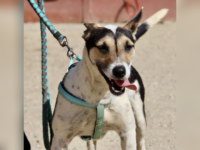 Paquito - freundlich, neugierig und verträglich