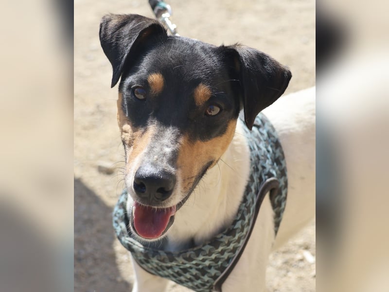 Milo - freundlich, zutraulich und aufmerksam