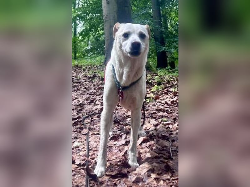 Coco, menschenbezogen, freundlich, offen  - bereits in Deutschland