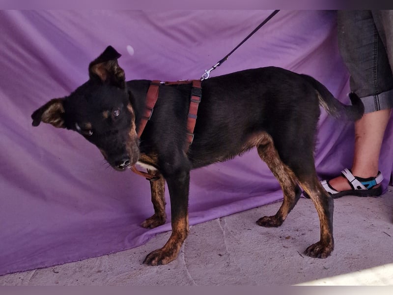 Melvin - neugierig und verspielt