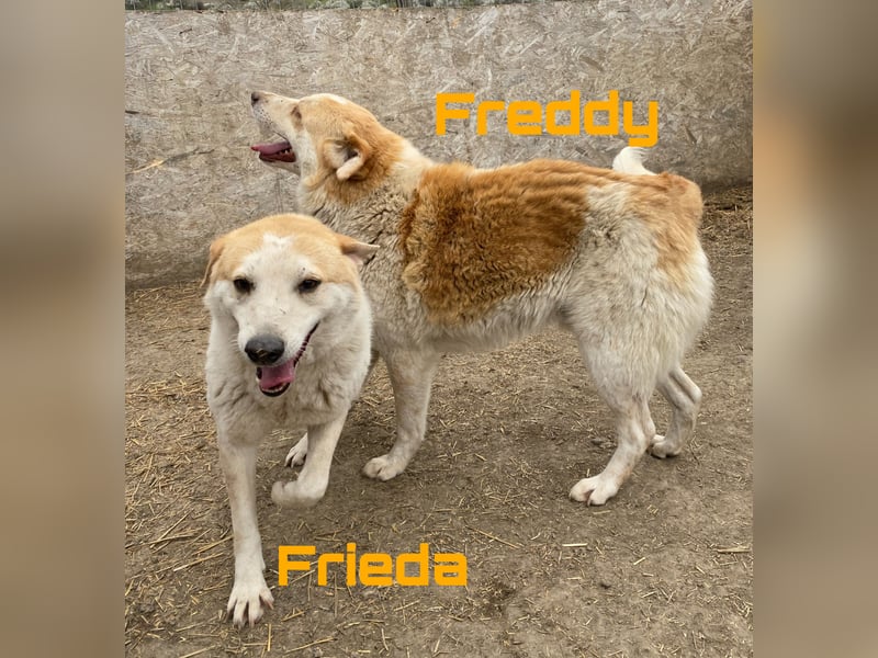 Freddy und Frieda - neugierige Geschwister