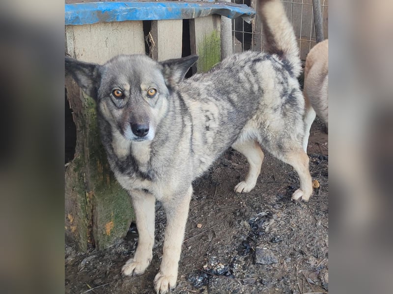 Lolita - freundlich und neugierig