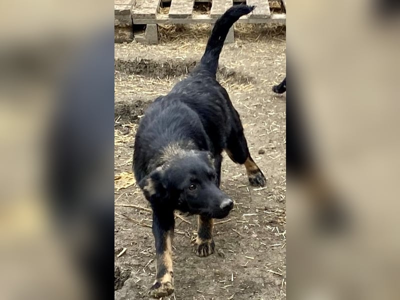 Juna - verträglich und neugierig