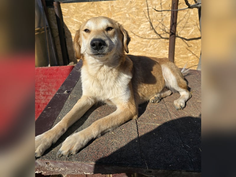 Laika - verschmust und neugierig