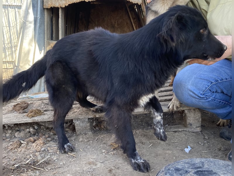 Cindy - verschmust und interessiert