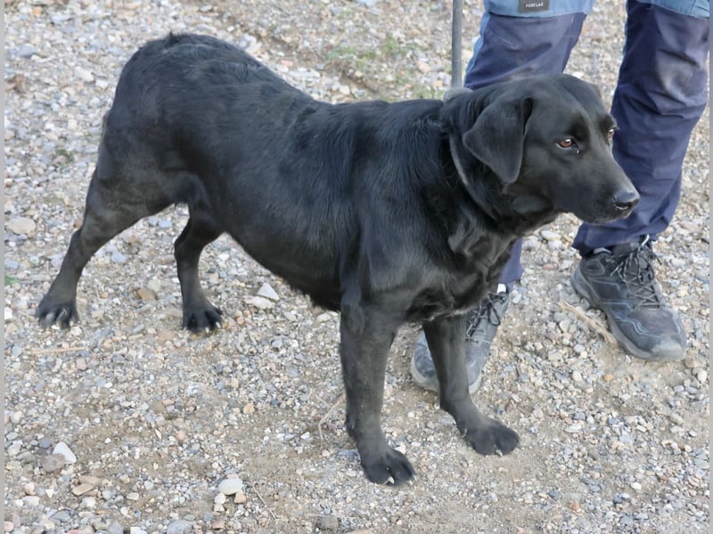 Liliana - schmust gerne, zutraulich und offen