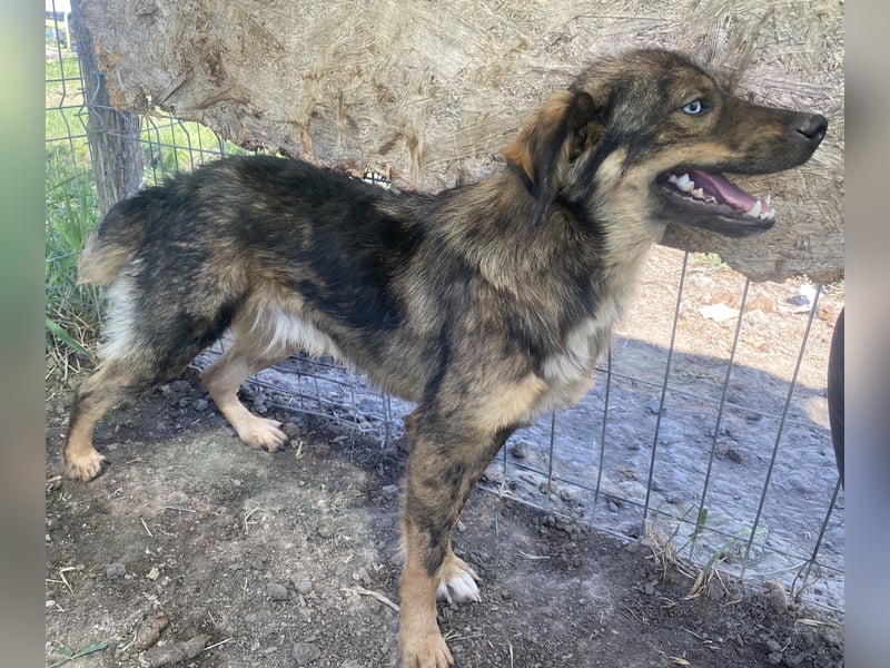 Azul - verträglich und lernwillig