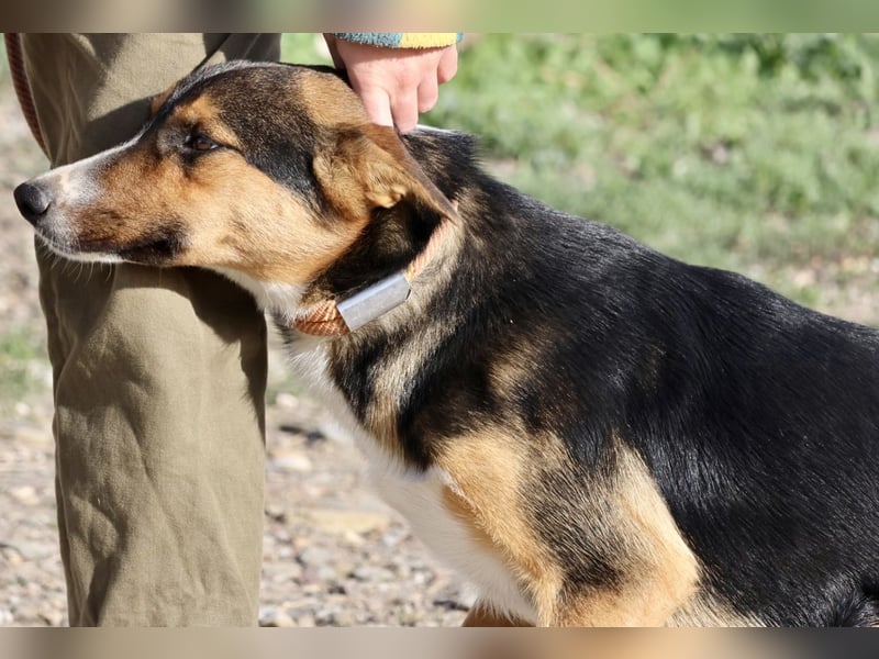 Violeta, zurückhaltend,. verschmust, freundlich