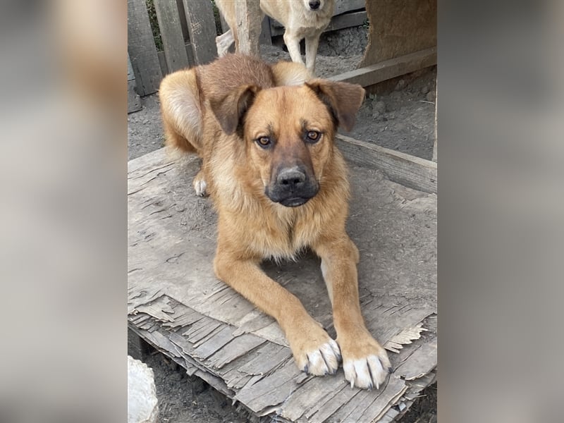 Hazel - aufgeschlossen und neugierig