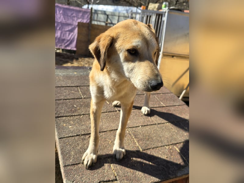 Laika - verschmust und neugierig