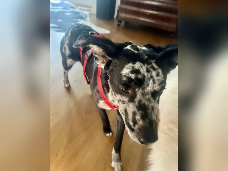 Manchas - verschmust, zutraulich und freundlich / bereits in DE