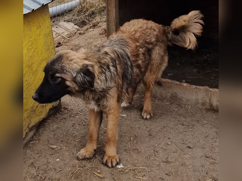 Peach - freundlich und verträglich