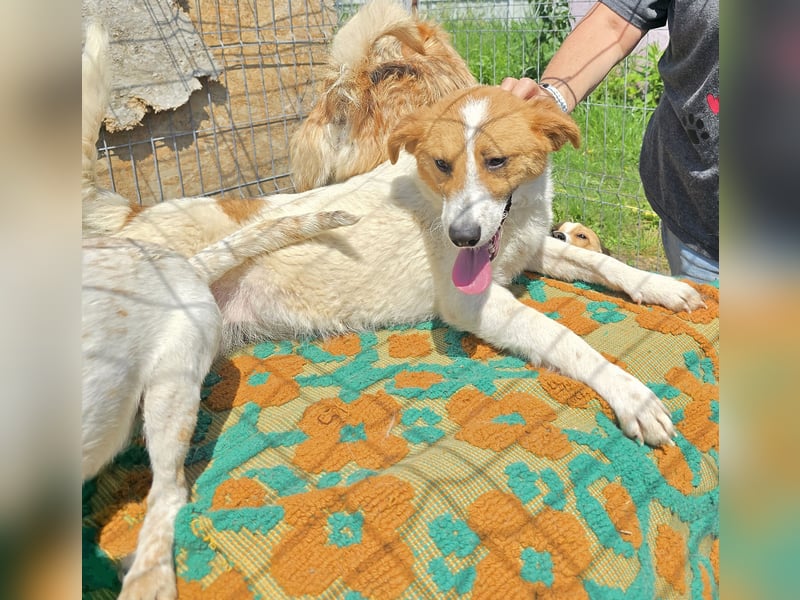 Lucy - interessiert und verträglich