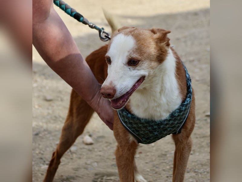 Jota - lässt sich gerne anfassen, freundlich und zutraulich