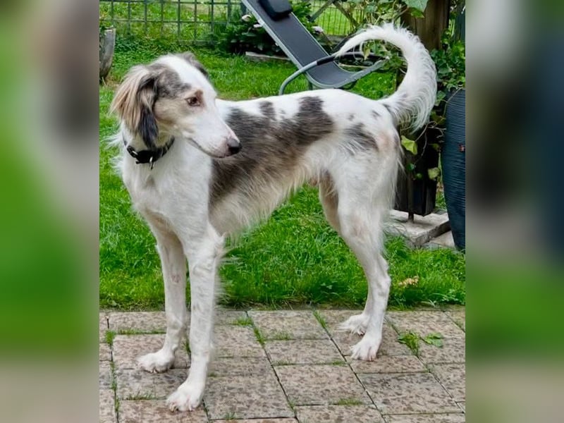 Faroukh, Tazy-Mix - bewegungsfreudig und loyal