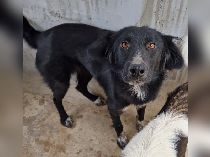 Cindy - verschmust und interessiert