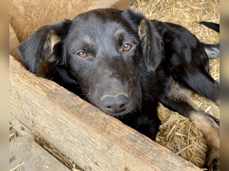 Juna - verträglich und neugierig
