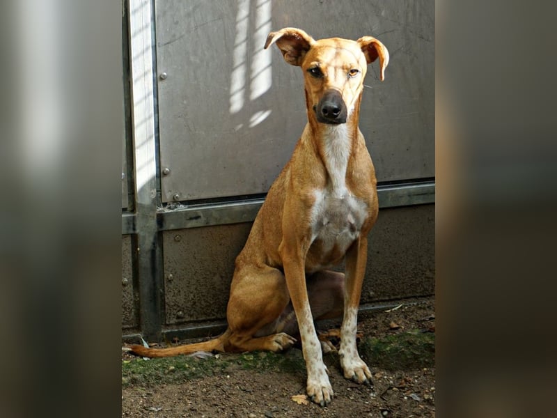 Miki - neugierig, stubenrein und freundlich / bereits in Deutschland