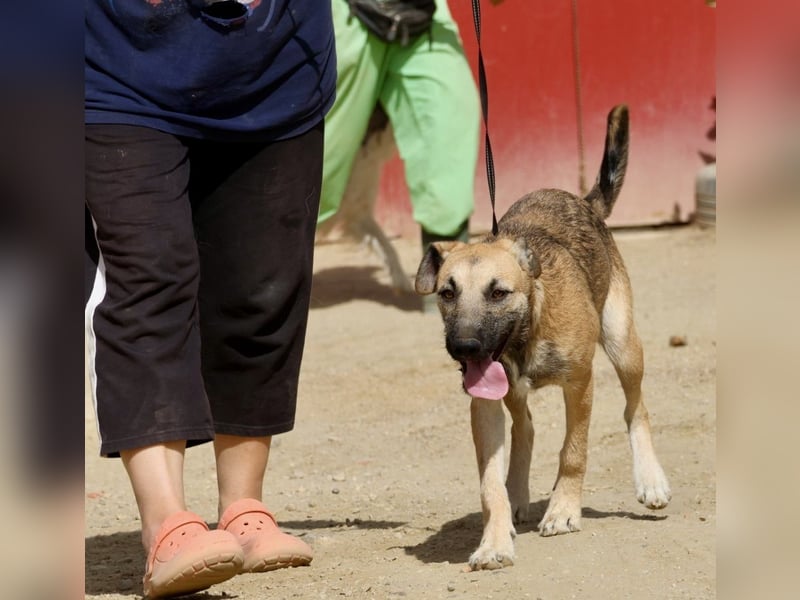 Nata - lernwillig, liebevoll  und für Famillien geeignet