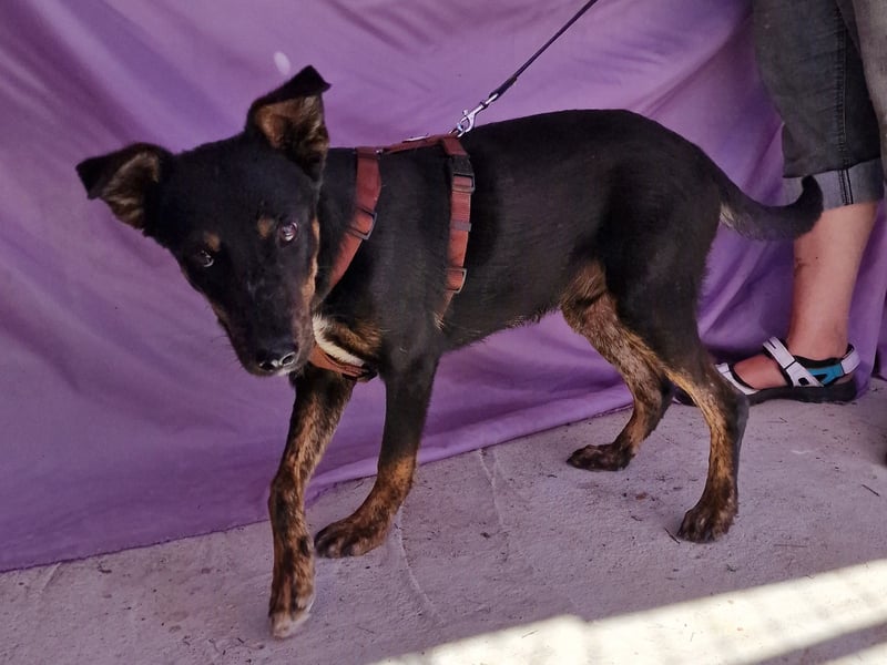 Melvin - neugierig und verspielt