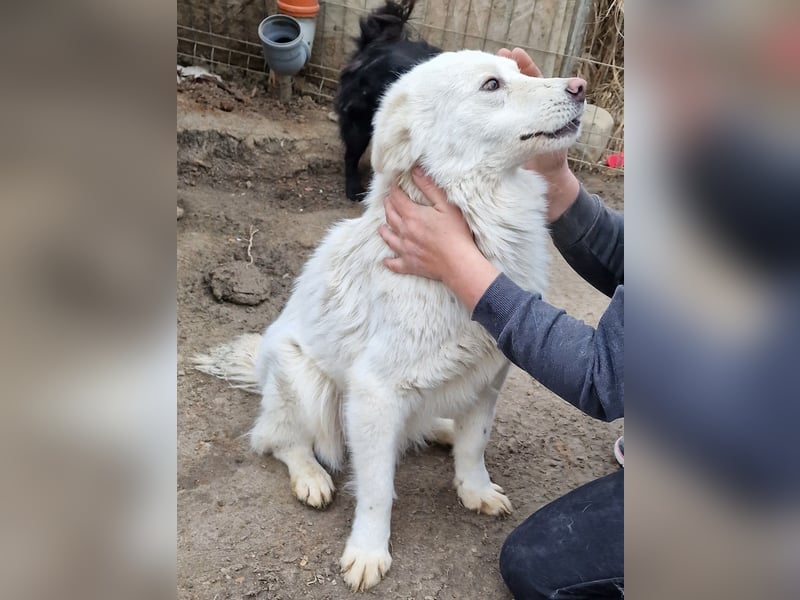 Miko - verschmust und verträglich