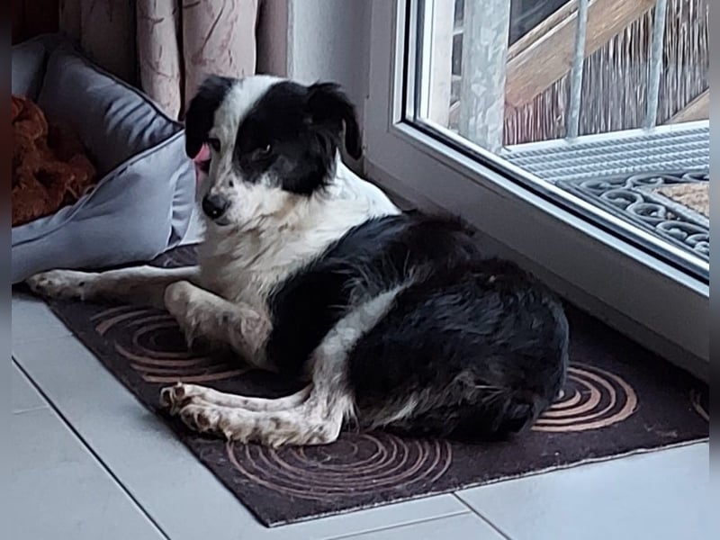 Lilli - verschmust und lernwillig -BEREITS IN DEUTSCHLAND