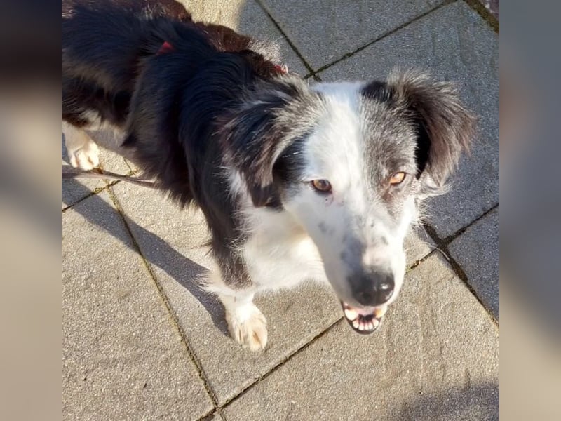 Lilli - verschmust und lernwillig -BEREITS IN DEUTSCHLAND