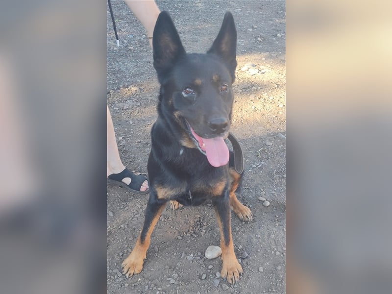 Jessy - zutraulich und agil