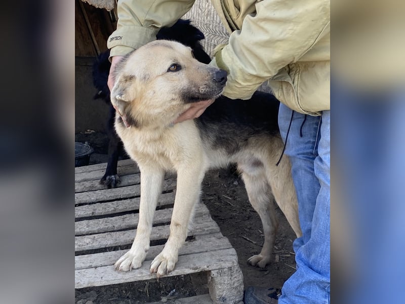 Clemens - neugierig und agil