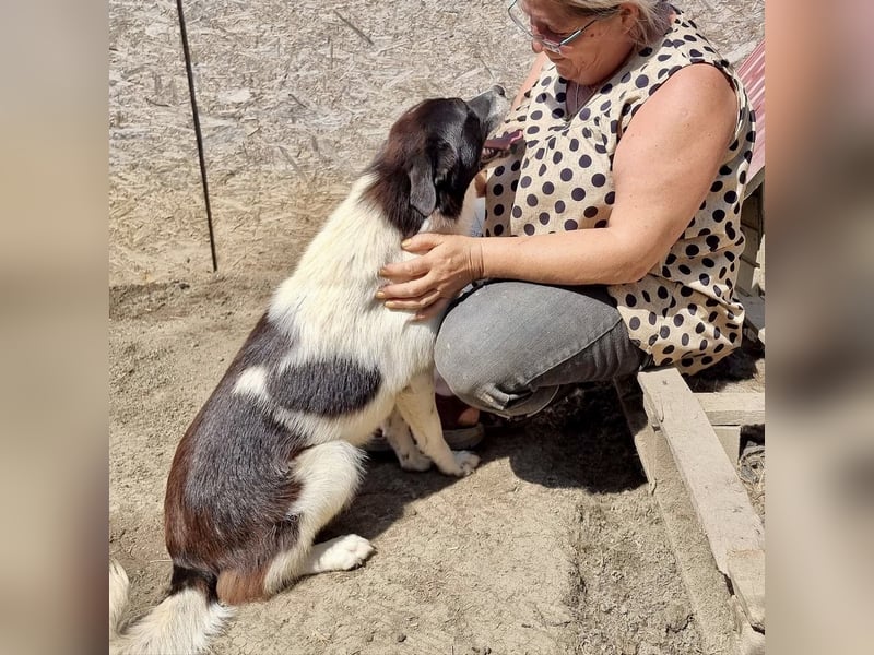 Ike - verschmust und freundlich