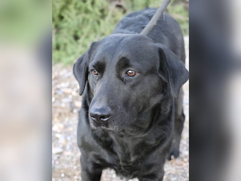 Liliana - schmust gerne, zutraulich und offen