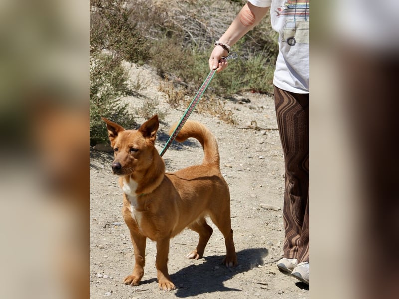 Nala - vertraut den Menschen und lebensfreudig