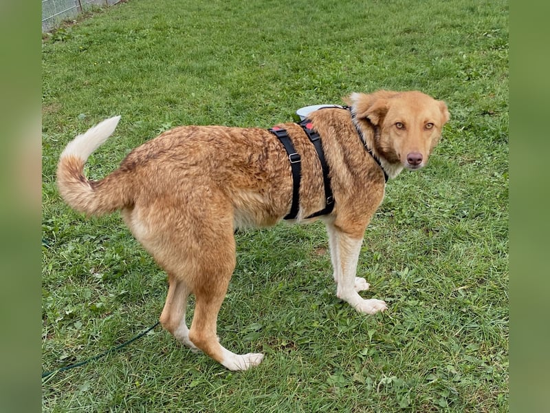 Andorra - freundlich und leinenführig - BEREITS IN DEUTSCHLAND