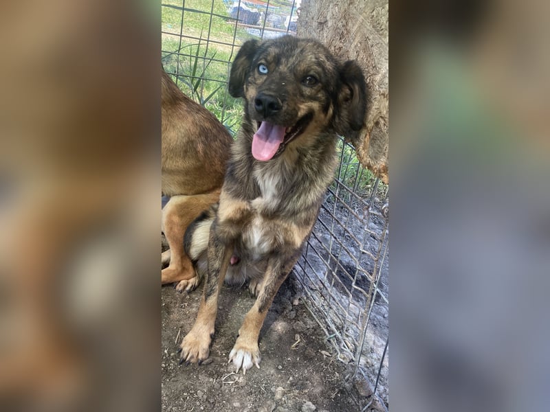 Azul - verträglich und lernwillig