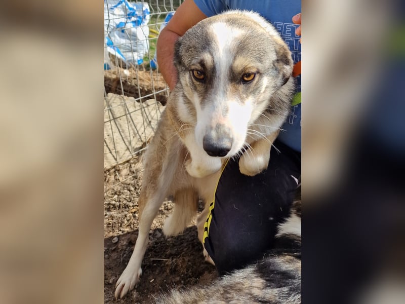 Inka - vorsichtig und verträglich