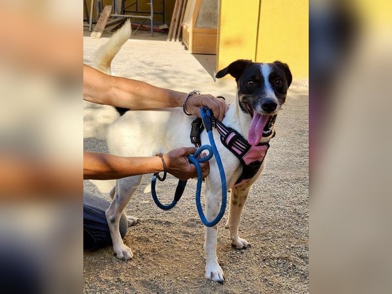 Kathi, zutraulich, verschmust und freundlich