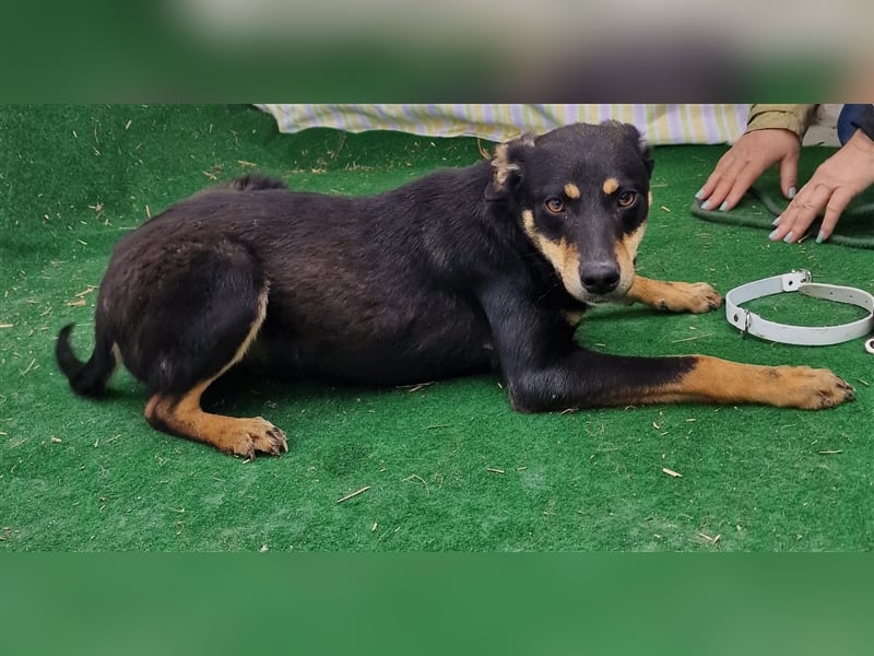 Linus - verträglich und vorsichtig