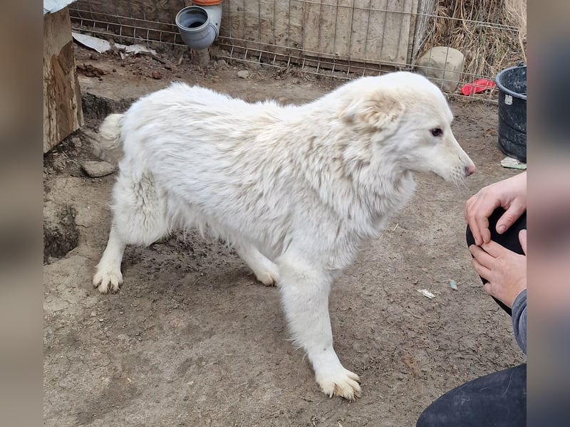 Miko - verschmust und verträglich