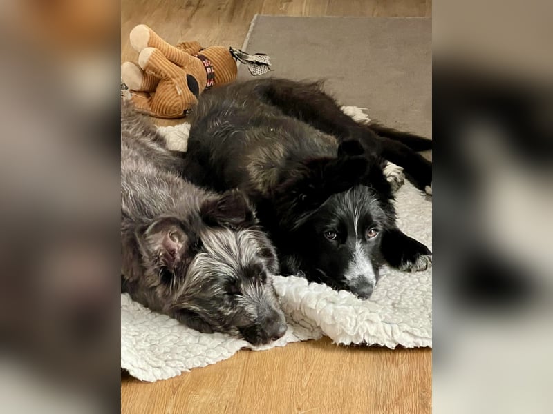 Rocco - verschmust, lernwillig und offen BEREITS IN DEUTSCHLAND