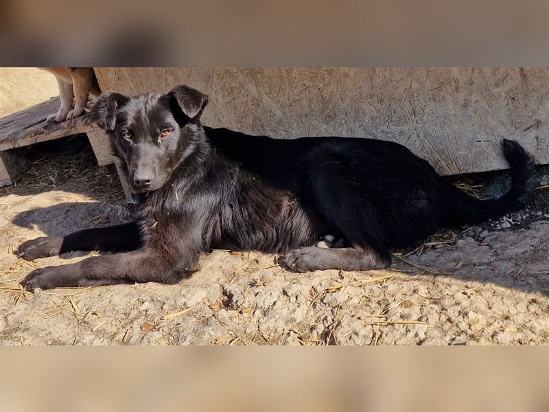 Harriet - freundlich und verträglich