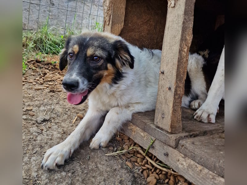 Gretchen - interessiert und verträglich