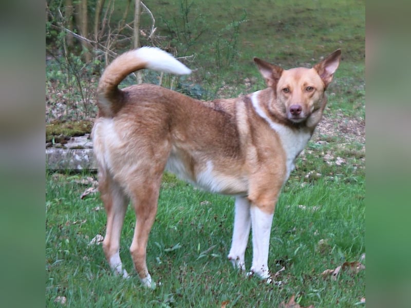 Andorra - freundlich und leinenführig - BEREITS IN DEUTSCHLAND