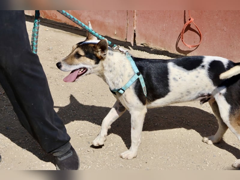 Paquito - freundlich, neugierig und verträglich