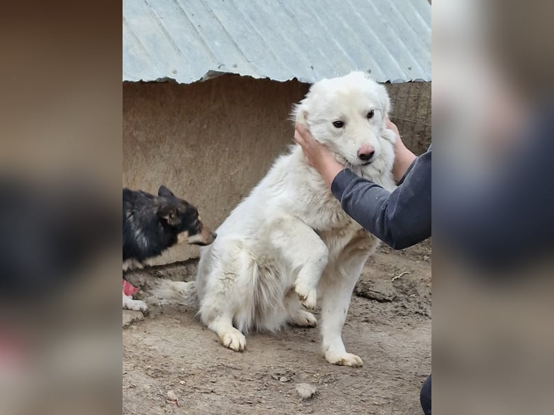 Miko - verschmust und verträglich