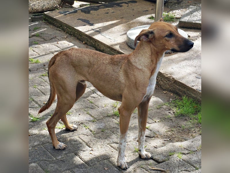 Miki - neugierig, stubenrein und freundlich / bereits in Deutschland