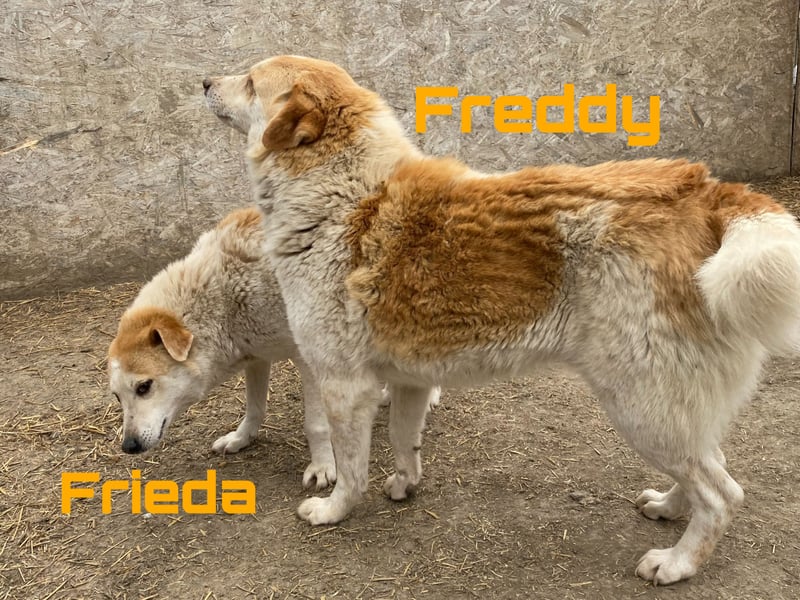 Freddy & Frieda - neugierige Geschwister